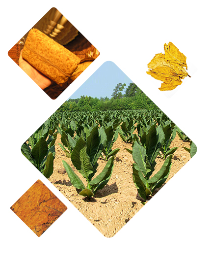 Packaging of Tobacco Products